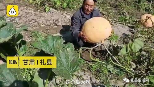 礼县吃瓜网红 第2张 礼县吃瓜网红 第2张